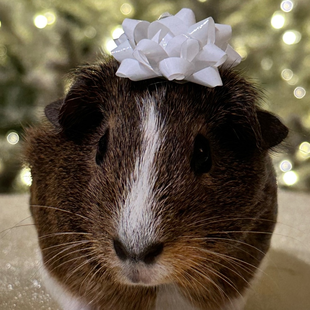 Meet your Posher, Mary kate